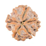 5 Mukhi Rudraksha 14.9mm 1.29gm - Rudraksha back