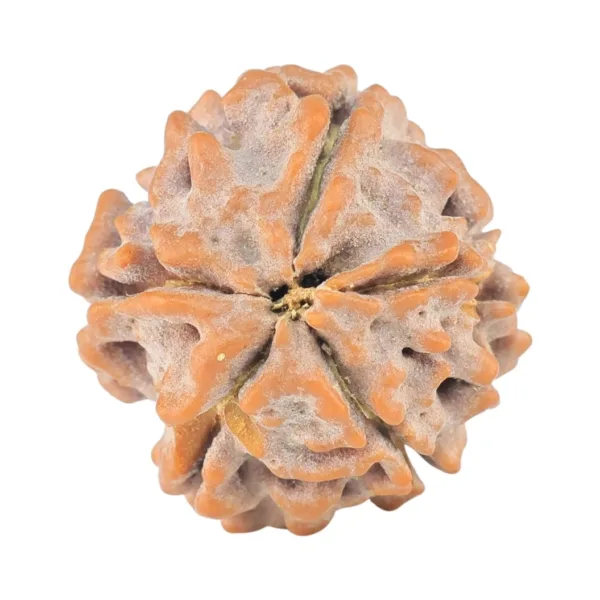 5 Mukhi Rudraksha 14.9mm 1.29gm - Rudraksha back