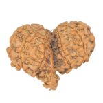 10 Mukhi Mini Trijuti 31.8mm 4.67gm - Rudraksha back