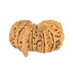 13 Mukhi G.S & Ganesh 27.9mm 3.21gm - Rudraksha back