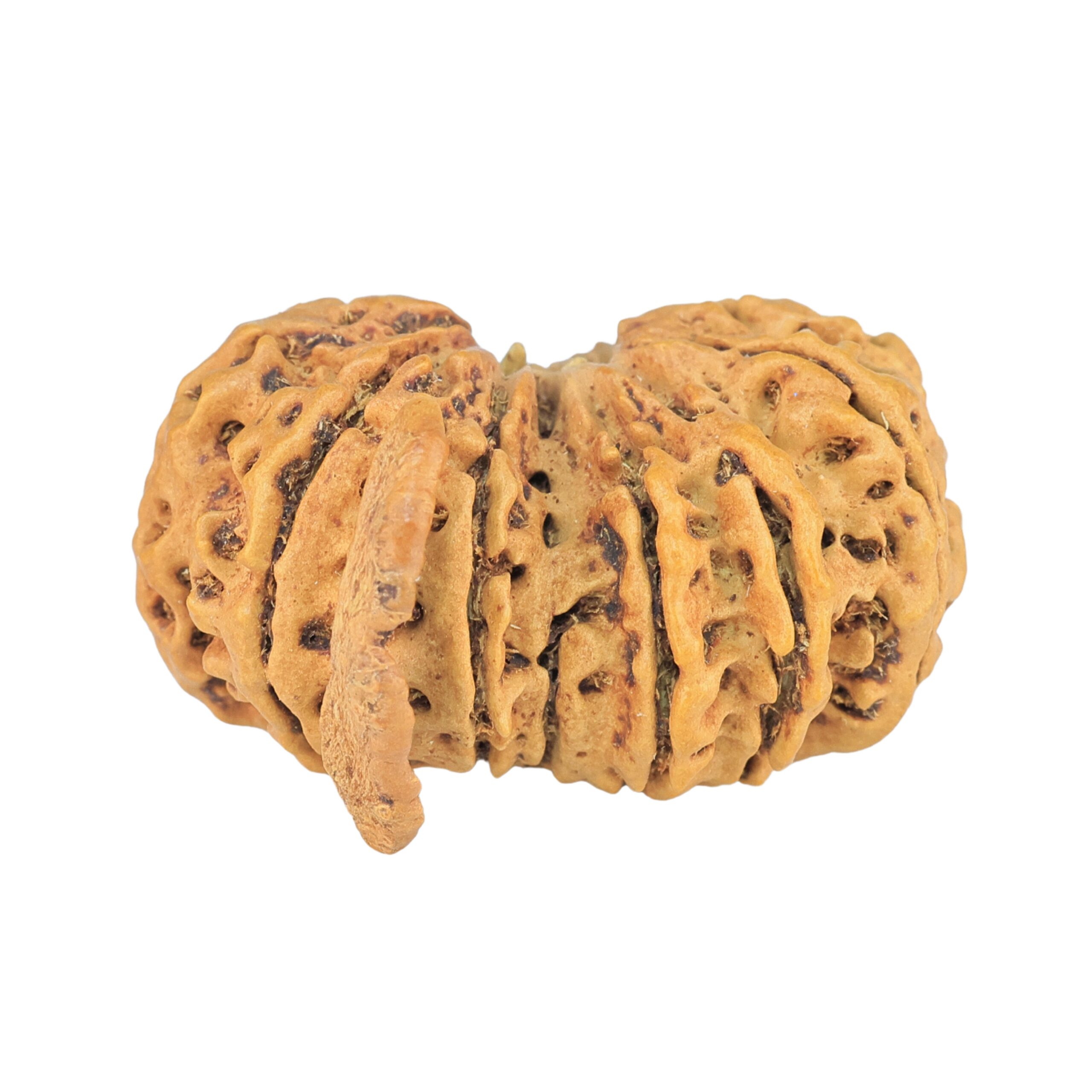 13 Mukhi G.S & Ganesh 27.9mm 3.21gm - Rudraksha back
