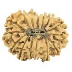 15 Mukhi Rudraksha 28.8mm 3.92gm - Rudraksha back