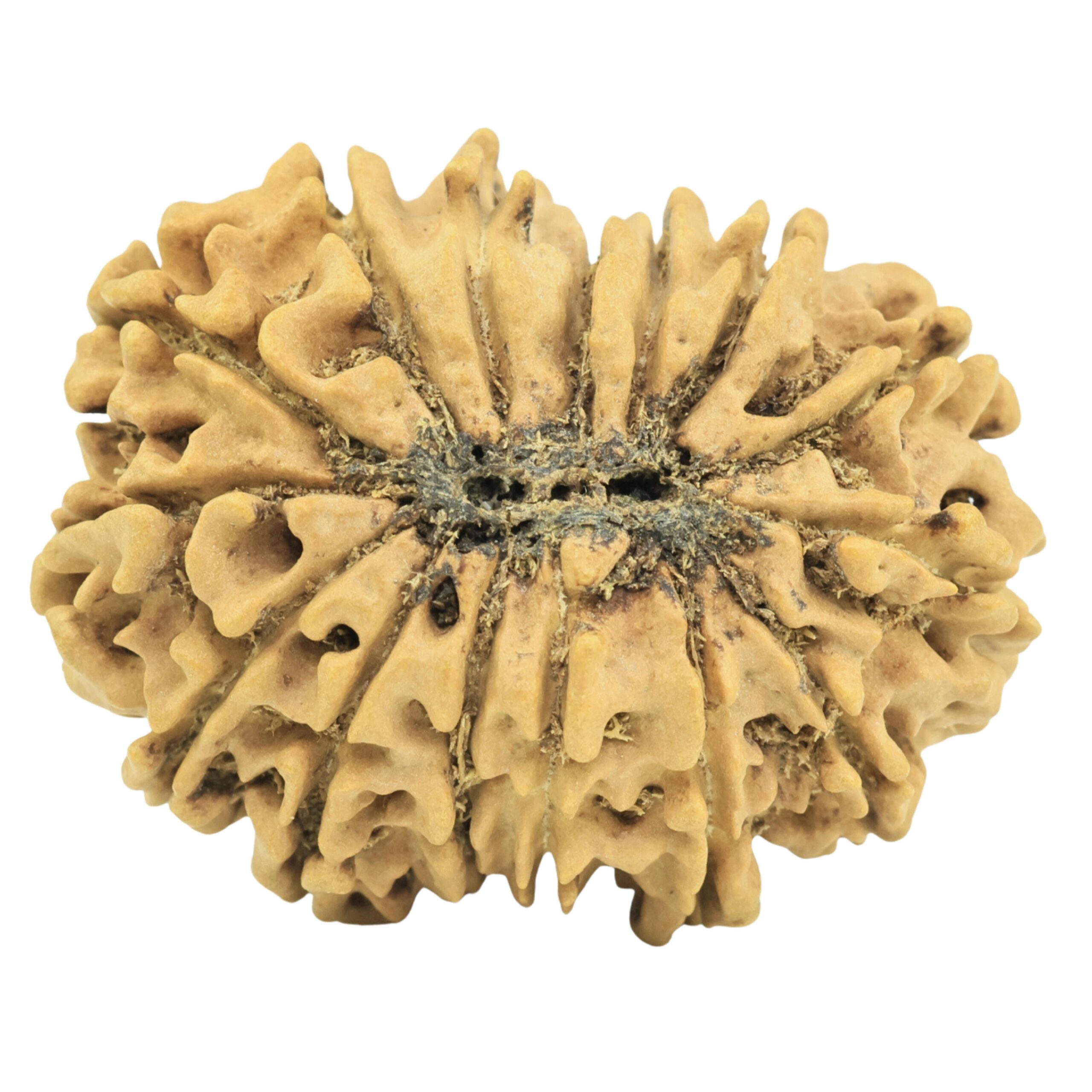 15 Mukhi Rudraksha 28.8mm 3.92gm - Rudraksha back
