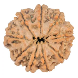9 Mukhi Rudraksha 24.3mm 4.42gm - Rudraksha back