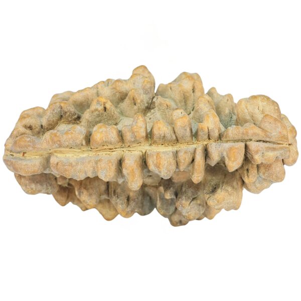 1 Mukhi Rudraksha 39.1mm 6.48gm - Rudraksha back