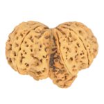 9 Mukhi Mini Trijuti 42.7mm 9.93gm - Rudraksha back