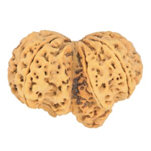 9 Mukhi Mini Trijuti 42.7mm 9.93gm - Rudraksha back