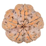 5 Mukhi Rudraksha 29.1mm 10gm - Rudraksha back
