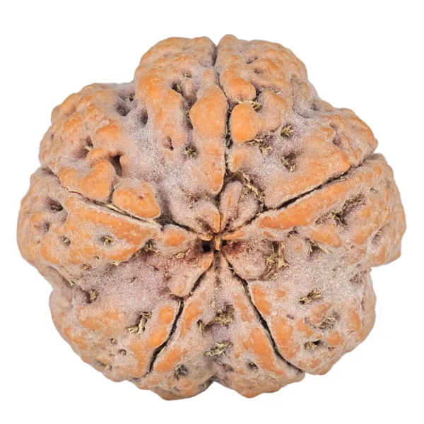 5 Mukhi Rudraksha 29.1mm 10gm - Rudraksha back