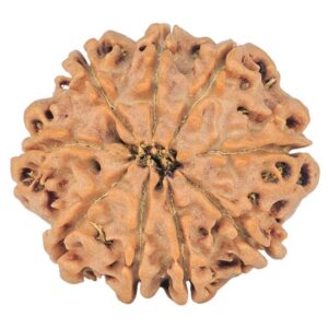 9 Mukhi Rudraksha 23.7mm 3.34gm - Rudraksha back