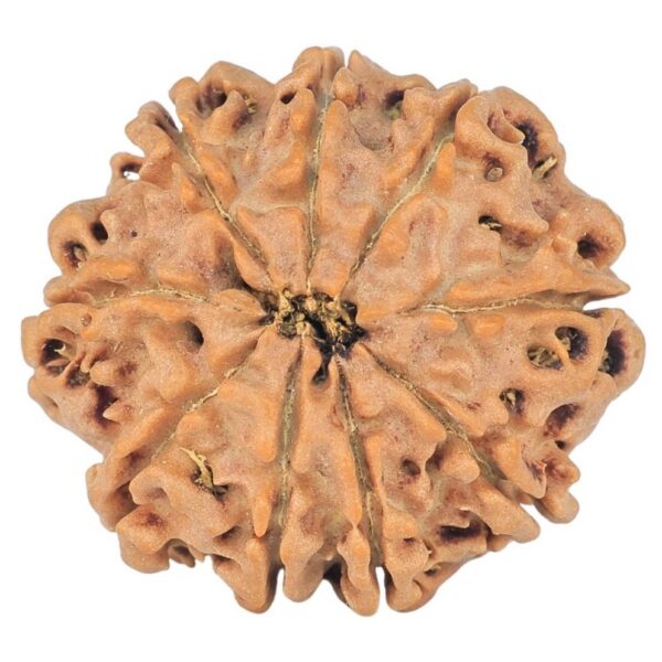9 Mukhi Rudraksha 23.7mm 3.34gm - Rudraksha back