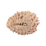 20 Mukhi Rudraksha 20.9mm 1.99gm - Rudraksha back