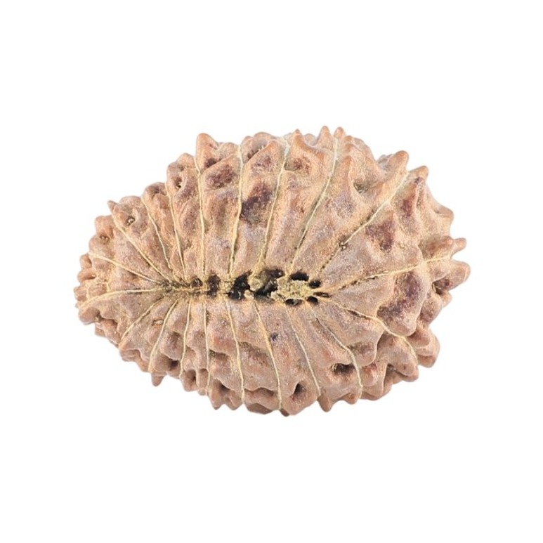 20 Mukhi Rudraksha 20.9mm 1.99gm - Rudraksha back
