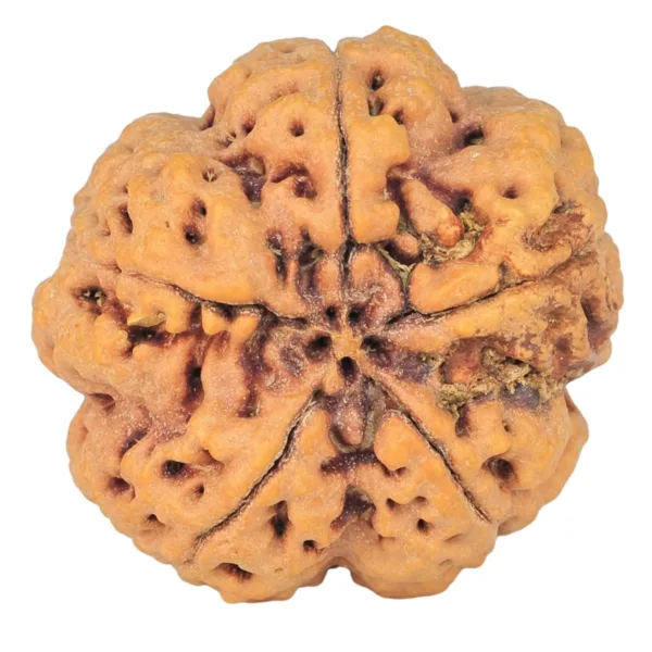 5 Mukhi Rudraksha 29.7mm 8gm - Rudraksha back