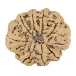 9 Mukhi Rudraksha 25.4mm 3.76gm - Rudraksha back