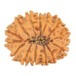 14 Mukhi Rudraksha 24.4mm 3.38gm - Rudraksha back