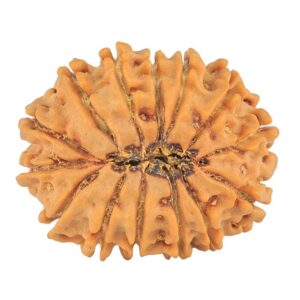 14 Mukhi Rudraksha 24.4mm 3.38gm - Rudraksha back