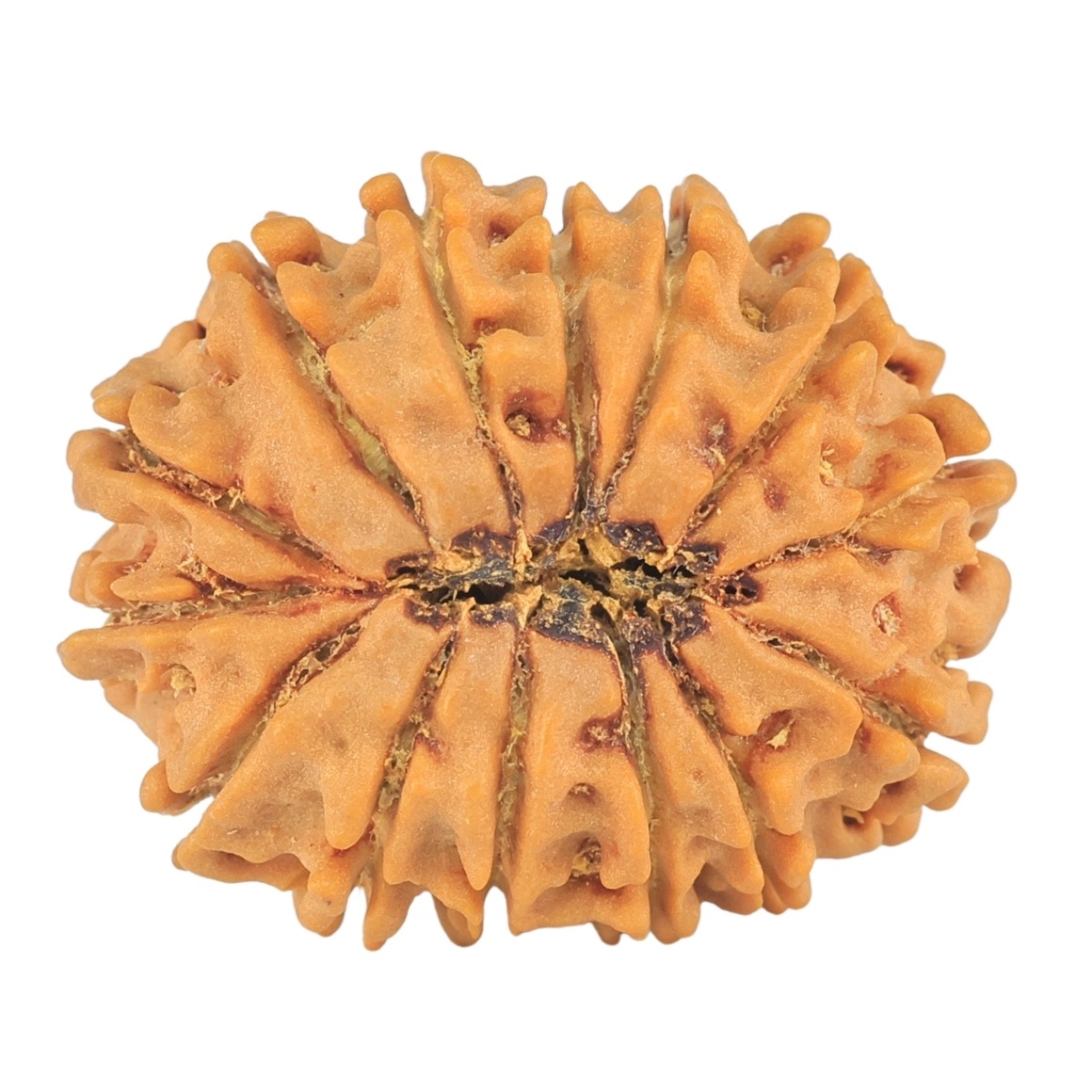 14 Mukhi Rudraksha 24.4mm 3.38gm - Rudraksha back
