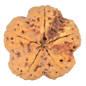 5 Mukhi Rudraksha 29.5mm 8.63gm - Rudraksha back