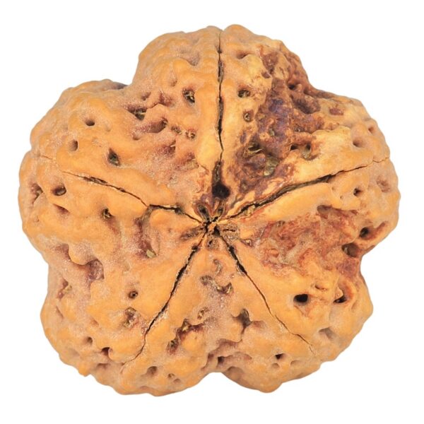 5 Mukhi Rudraksha 29.5mm 8.63gm - Rudraksha back