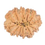 12 Mukhi Rudraksha 27mm 4.11gm - Rudraksha back