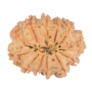 12 Mukhi Rudraksha 27mm 4.11gm - Rudraksha back