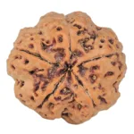 5 Mukhi Rudraksha 29.5mm 9.33gm - Rudraksha back
