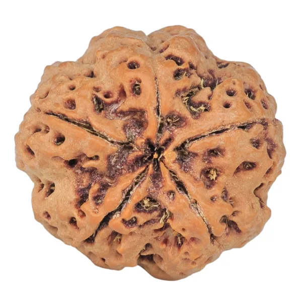 5 Mukhi Rudraksha 29.5mm 9.33gm - Rudraksha back
