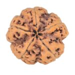 5 Mukhi Rudraksha 29mm 8.83gm - Rudraksha back