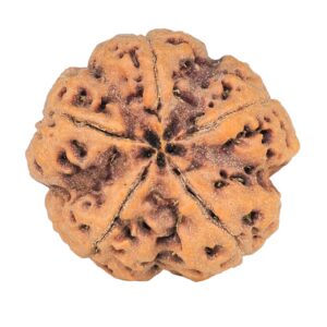 5 Mukhi Rudraksha 29mm 8.83gm - Rudraksha back