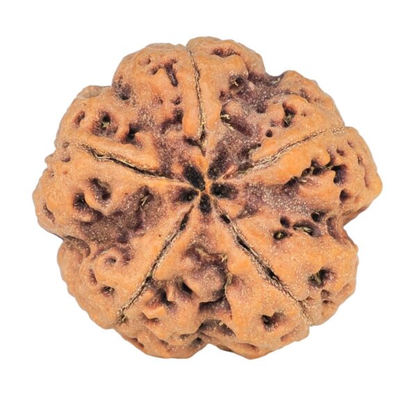 5 Mukhi Rudraksha 29mm 8.83gm - Rudraksha back