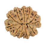 11 Mukhi Rudraksha 28.7mm 5.67gm - Rudraksha back