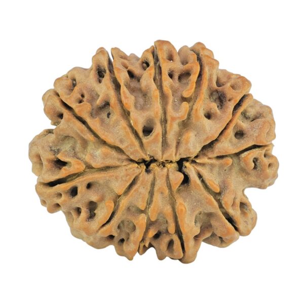 11 Mukhi Rudraksha 28.7mm 5.67gm - Rudraksha back