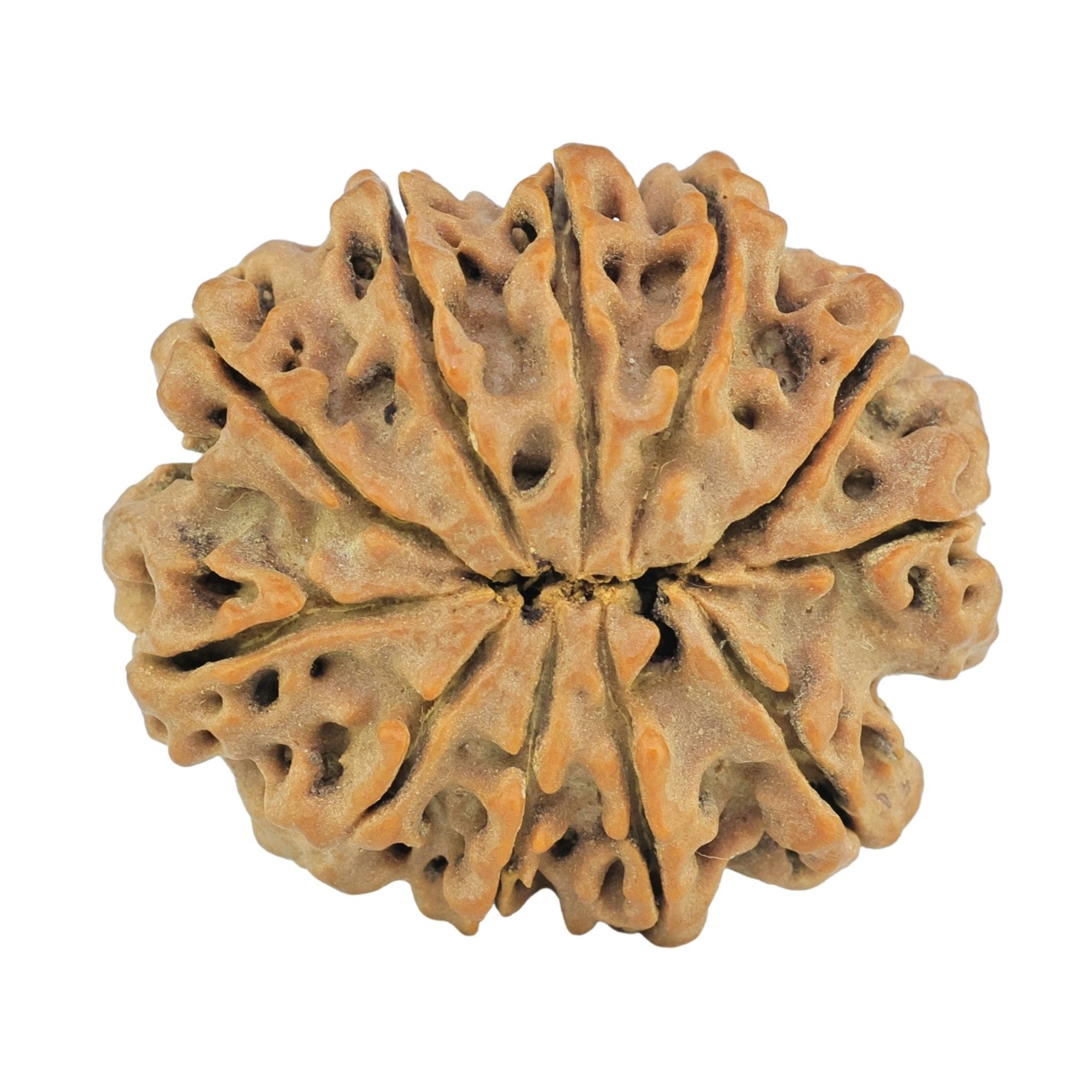 11 Mukhi Rudraksha 28.7mm 5.67gm - Rudraksha back