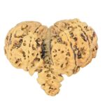 8 Mukhi Mini Trijuti 34.1mm 2.28gm - Rudraksha back
