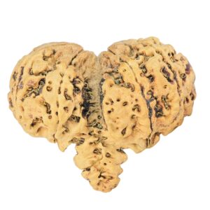 8 Mukhi Mini Trijuti 34.1mm 2.28gm - Rudraksha back