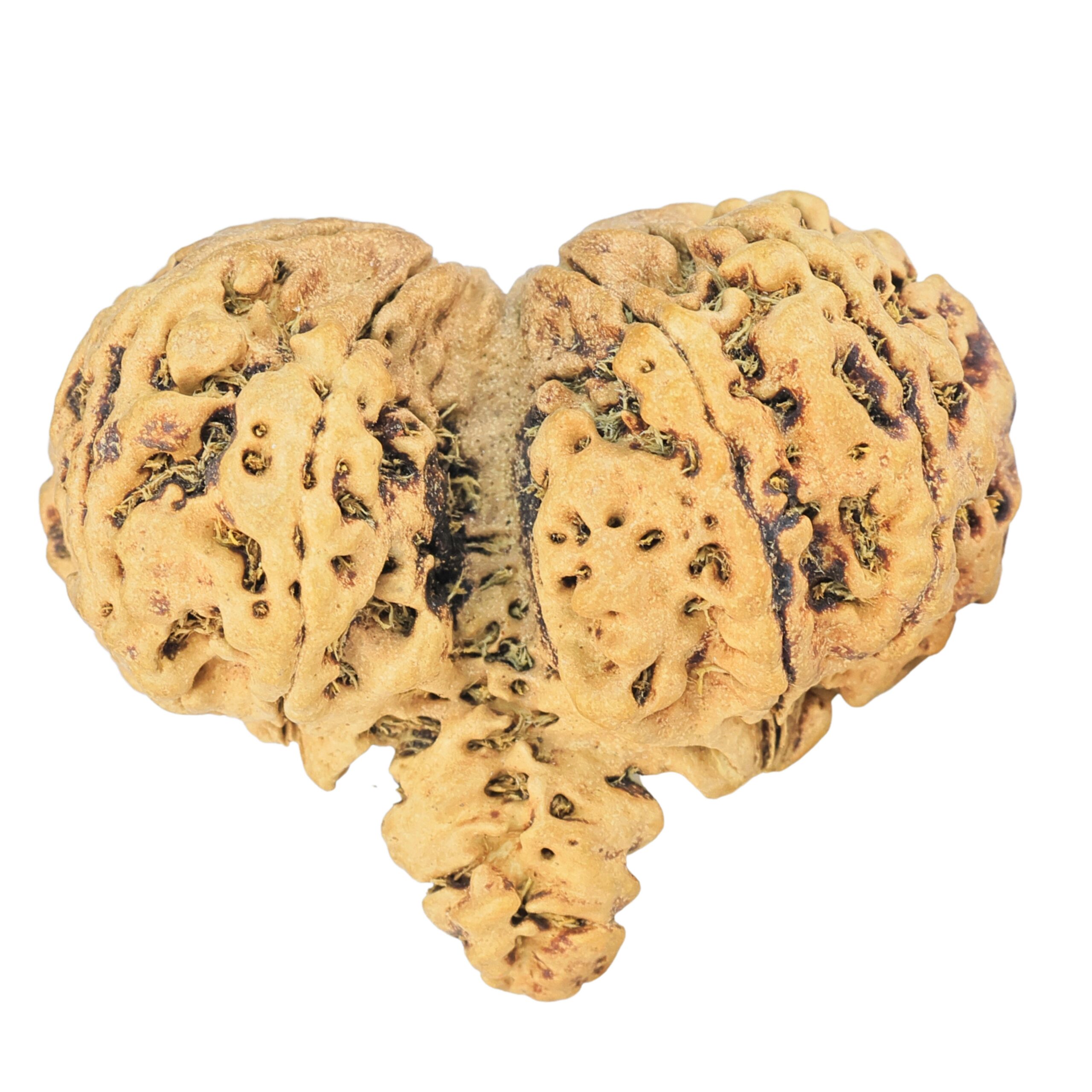 8 Mukhi Mini Trijuti 34.1mm 2.28gm - Rudraksha back