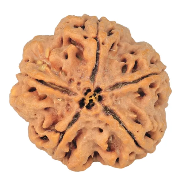 5 Mukhi Rudraksha 30.3mm 8.06gm - Rudraksha back