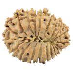 19 Mukhi Rudraksha 27.8mm 4.32gm - Rudraksha back