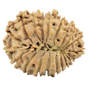 19 Mukhi Rudraksha 27.8mm 4.32gm - Rudraksha back