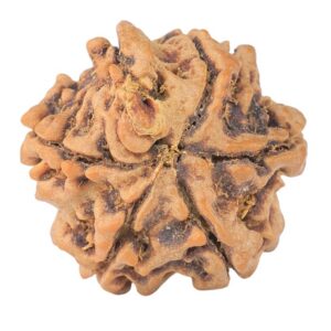 5 Mukhi Ganesh 19.3mm 3gm - Rudraksha back