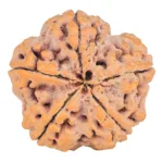 5 Mukhi Rudraksha 30mm 9.12gm - Rudraksha back