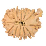 13 Mukhi Ganesh 25.7mm 3.89gm - Rudraksha back