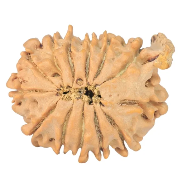 13 Mukhi Ganesh 25.7mm 3.89gm - Rudraksha back