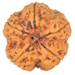 5 Mukhi Rudraksha 29mm 8.6gm - Rudraksha back
