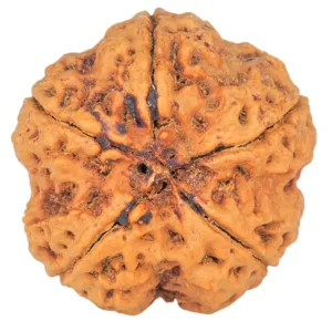5 Mukhi Rudraksha 29mm 8.6gm - Rudraksha back