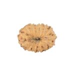 14 Mukhi Rudraksha 11.2mm 0.35gm - Rudraksha back
