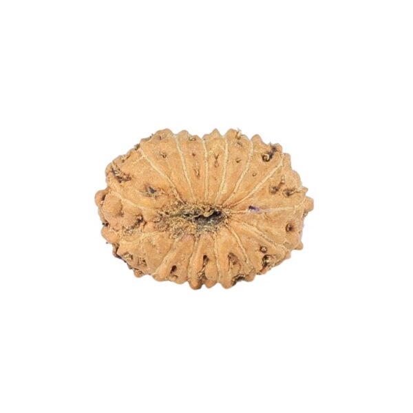 14 Mukhi Rudraksha 11.2mm 0.35gm - Rudraksha back