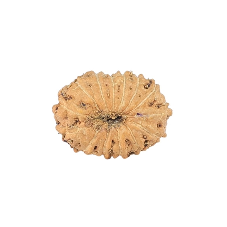 14 Mukhi Rudraksha 11.2mm 0.35gm - Rudraksha back
