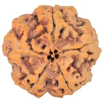 5 Mukhi Rudraksha 29.4mm 8gm - Rudraksha back